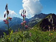 21 Gigli martagone con Arera-Valmora-Fop da sfondo